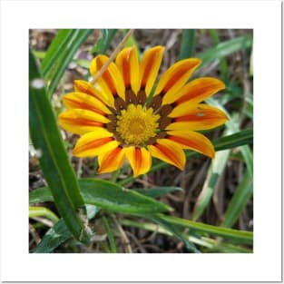 Orange African Daisy Osteospermum Flower Posters and Art